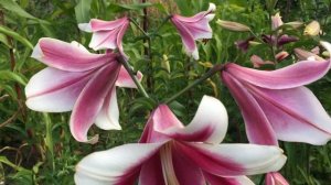 Лилия Friso (Lily Friso)