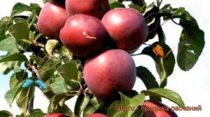 Яблоня колоновидная Конференция (malus) ? Конференция обзор: как сажать, саженцы яблони Конференция