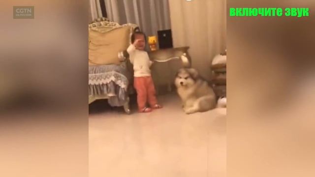 Собака пытается успокоить маленькую девочку [Age0+] смотреть онлайн