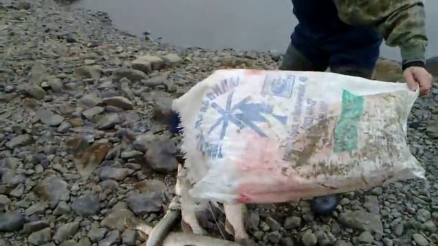 Рыбалка на Северной Сосьве в п. Игрим Ловля щуки на спиннинг. смотреть онлайн