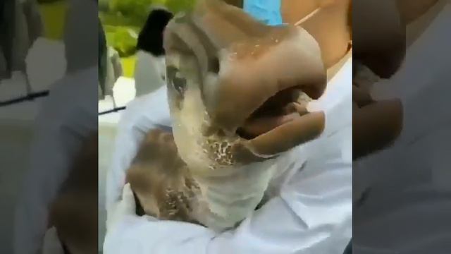 Suposto filhote de dinossauro clonado na China смотреть онлайн