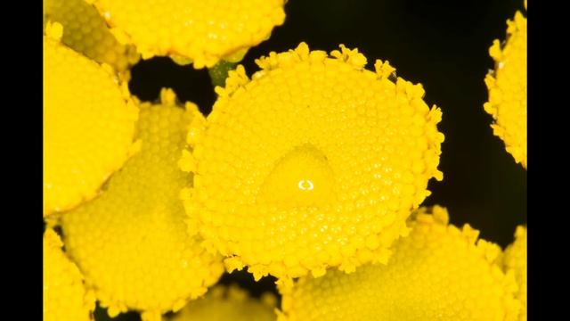 Pietaryrtti | Tanacetum vulgare @Finland смотреть онлайн