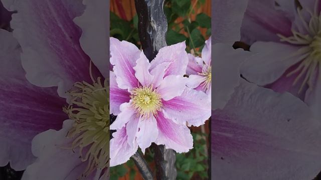 Clematis Pink fantasy