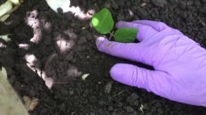 ПОРА размножать КОЛЬКВИЦИЮ просто и успешно. 2 способа. Результат.