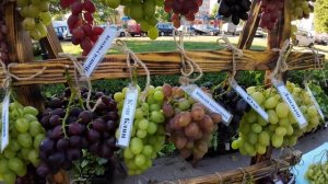 Выставка- ярмарка винограда . Пинск 2023г. Часть 1.