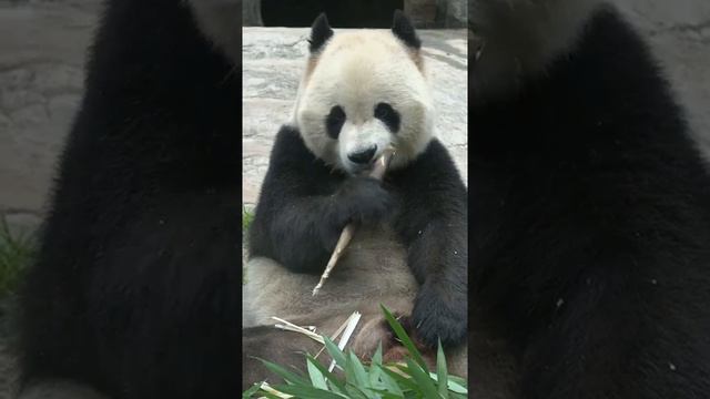 Panda eating bamboo shoots смотреть онлайн