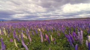 САМЫЕ РАЙСКИЕ МЕСТА НА ЗЕМЛЕ ВИДЕО 4K