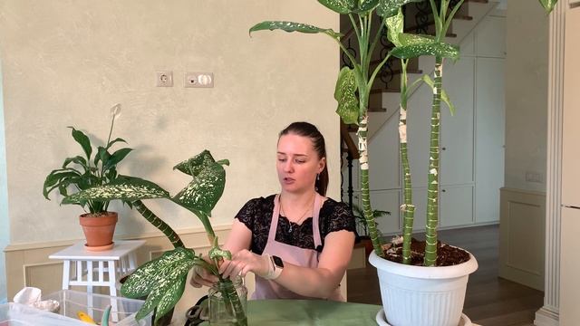 №9. Диффенбахия. Обрезка и укоренение. Растения_из_кафе. смотреть онлайн