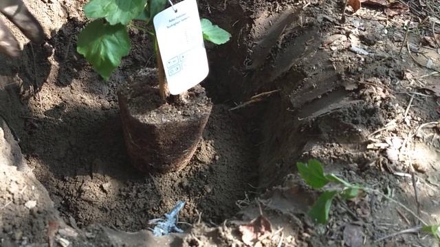 Посадка малины в открытый грунт смотреть онлайн