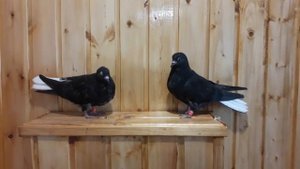 Голуби кормилки: использовать и получить максимальную пользу.