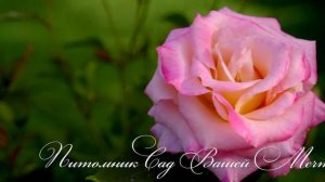 Роза "Heart O'Gold" - Питомник "Сад Вашей Мечты" (R-526)