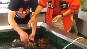 Самый большой речной рак весом в 12кг