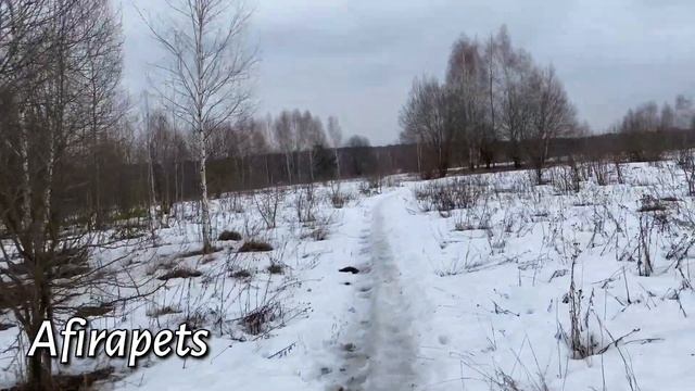 МИСТИЧЕСКИЙ ЛЕС ПОДМОСКОВЬЯ смотреть онлайн