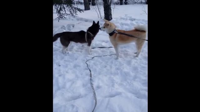 Акита-ину и Хаски играют в парке (Akita-Inu and Husky) смотреть онлайн
