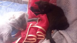 Шторы? Из органзы? Конечно поможем... порвать!????