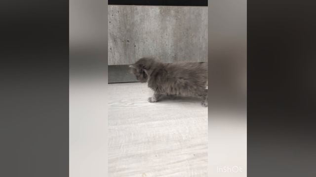 Котята ?
