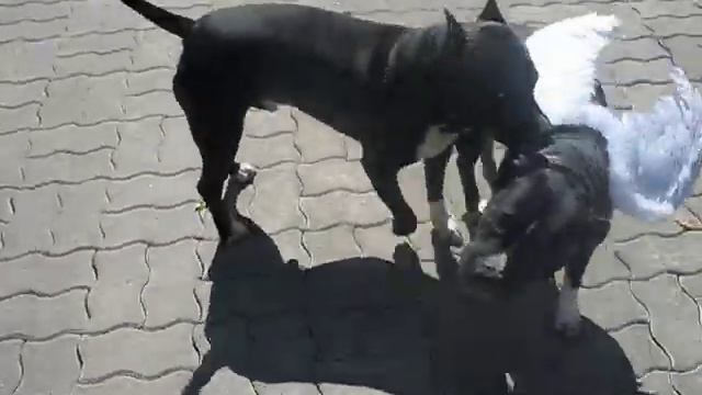 Стаффорд стал принудительно ангелом) смотреть онлайн