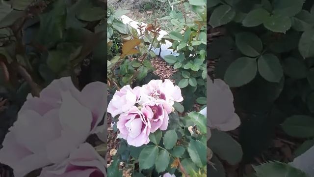 Роза Айс фо ю — смотреть онлайн видео, бесплатно!