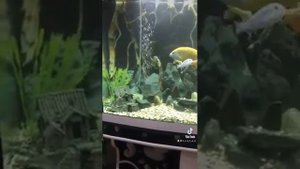 Почему зеленеет вода в аквариуме и стенки покрываются зелёным налётом