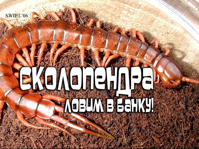 Ловим сколопендру! Как поймать сколопендру в квартире