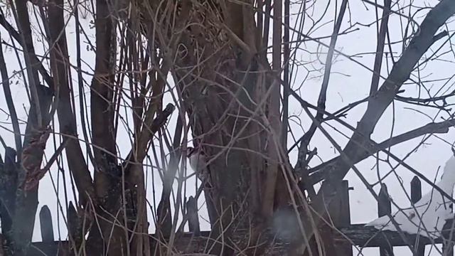 Весенние причуды природы