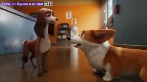 [Королевский Корги] Рекс и Ванда песня Девочка Бандитка)❤️💞💖🌹😍