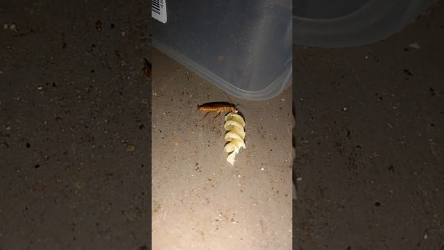 Рыжий таракан (Blattella germanica) ест спиральную макаронину твёрдого сорта смотреть онлайн