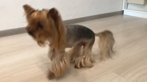 ДРЕССИРОВКА | УЧИМ КОМАНДЫ: СИДЕТЬ | ЛЕЖАТЬ | ДАЙ ЛАПУ | ДАЙ ПЯТЬ | ПОЛЗИ | КРУЖИСЬ