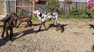 Камори козочки продаются.