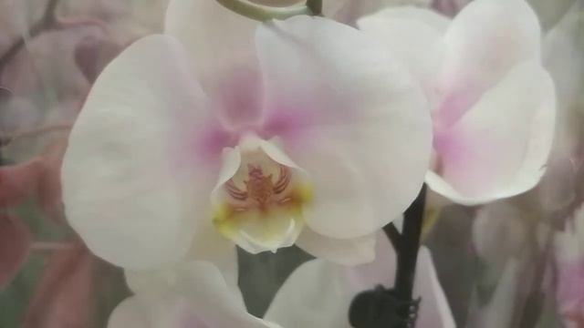 Новые орхидеи в Касторама ??тц 7 небо (11.12.22) смотреть онлайн