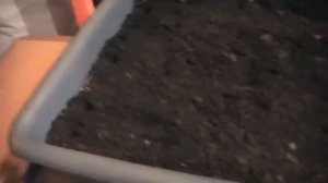 Как вырастить высокорослые георгины из семян. Сад и огород выпуск 139