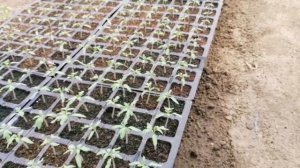 Выращивание рассады томатов! ВТОРОЙ ОБОРОТ!