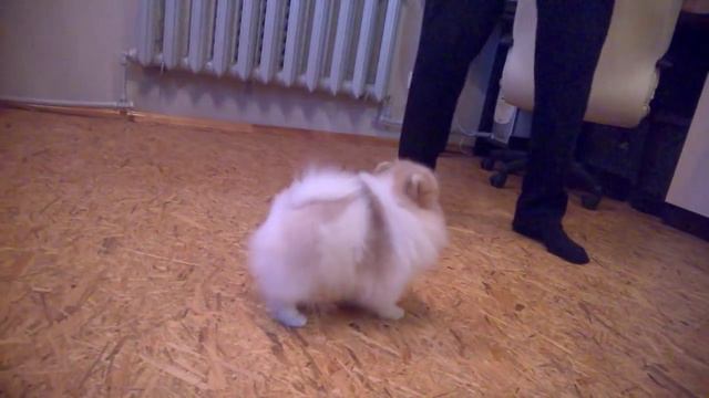 Бело-оранжевый нарядный мальчик шпиц | White and Orange Pomeranian boy смотреть онлайн