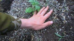 Как высадить рассаду арбузов в открытый грунт и как её вырастить?