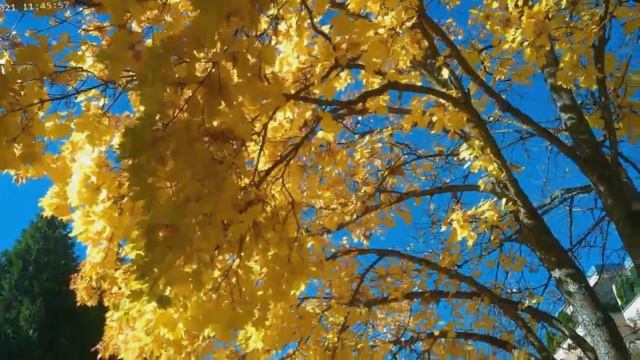 Schönheiten des Herbstes (oder) Herbstschönheiten. (Красавицы осени (или) Oсенние красавицы) смотреть онлайн