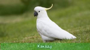 Самые умные и разговорчивые попугаи