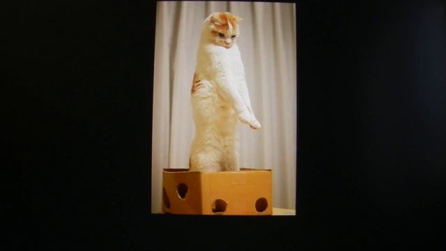 Новогоднее предложение руки и сердца с фото приколами и огромным приветом. смотреть онлайн