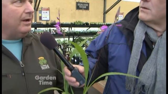 Plant Pick - Hardy Bletilla Orchid смотреть онлайн