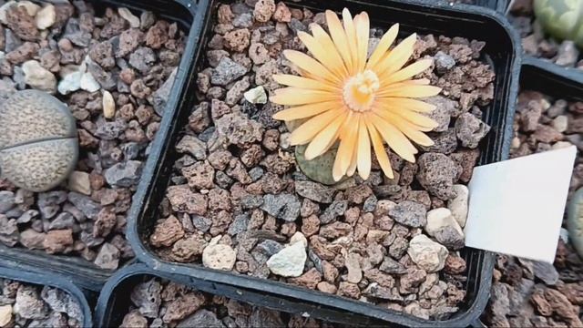 Мои цветущие литопсы.Кактусы в октябре еще с бутонами... смотреть онлайн