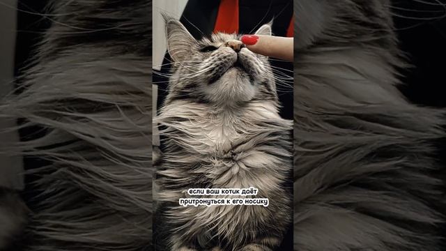 ПРИЗНАКИ ТОГО, ЧТО КОТ ТЕБЕ ДОВЕРЯЕТ! #котики #cats #mainecoon #мейнкун