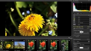 Обработка формата RAW в программе Capture NX-D