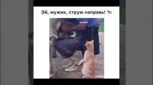 Ваши #ОхужэтиХвостики!