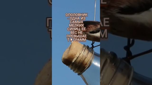 Минутка оринтологии: длиннохвостая синица #интересно #факты #птицы #синица #длиннохвостая