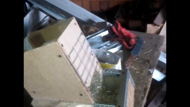 Кормушка для сена.Вес советской шиншиллы в 4 месяца.Переезд самцов