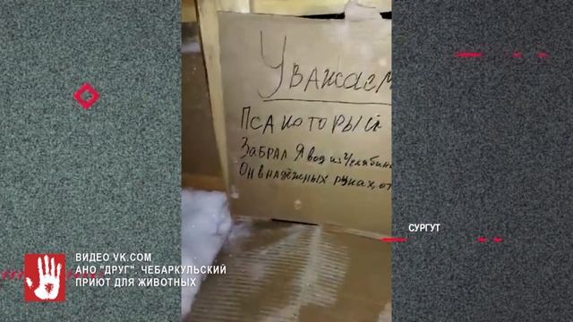 Дальнобойщик из Челябинска спас собаку, которую бросили на мороз без еды и воды смотреть онлайн