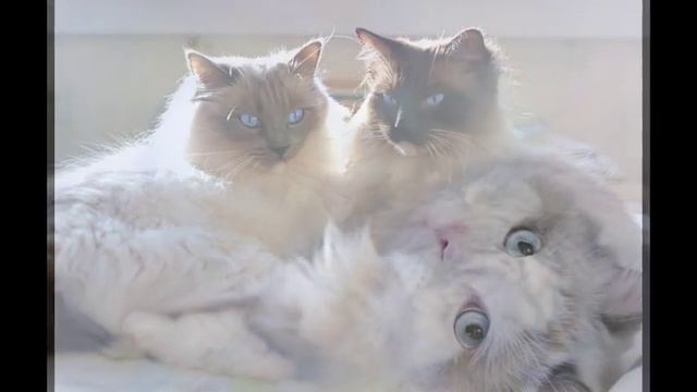 Голубоглазые кошки породы рэгдолл /Blue-eyed cats ragdoll breed