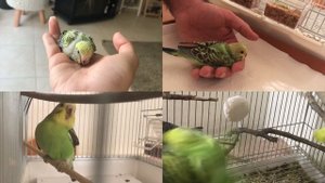 Are these Rare or Fake Budgie Mutations ? -  MythBuster
