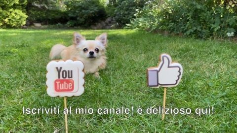 Torta in 5 minuti! Torta che fa impazzire il mondo! Cercavo questa ricetta da molto tempo