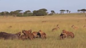 Съеденный заживо  Охота гиен   Eaten alive  Hunting of hyenas
