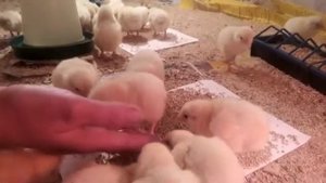 Содержание суточных бройлеров в брудере